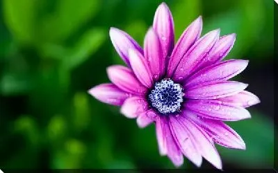 Постер Лиловый цветок (Purple flower)