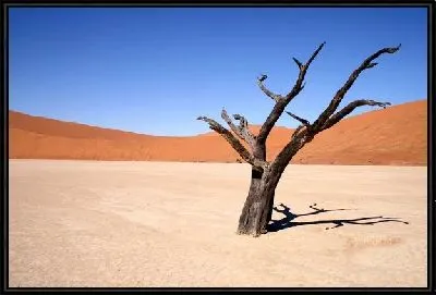 Картина Дерево в пустыне (Tree in the desert)