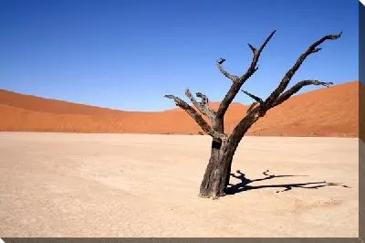 Постер Дерево в пустыне (Tree in the desert)