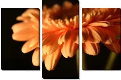 Модульная картина Оранжевый цветок (Orange flower)