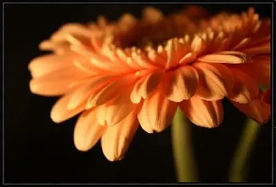 Картина Оранжевый цветок (Orange flower)