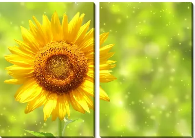 Модульная картина Подсолнух (Sunflower) №5