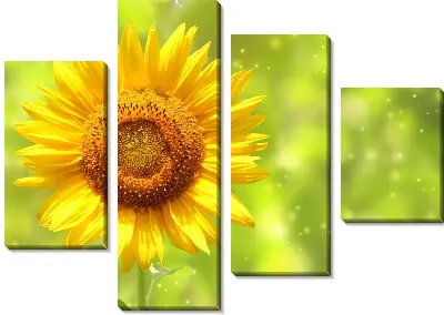 Модульная картина Подсолнух (Sunflower) №5