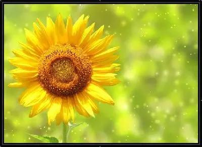 Картина Подсолнух (Sunflower) №5