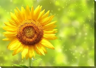 Постер Подсолнух (Sunflower) №5