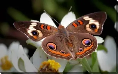 Постер Бабочка на белом цветке (Butterfly on a white flower)