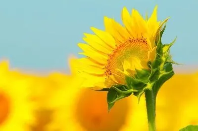 Плакат Подсолнух (Sunflower) №6
