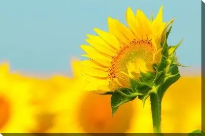Постер Подсолнух (Sunflower) №6
