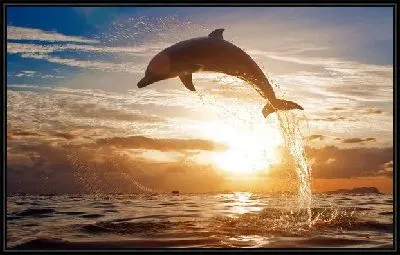 Картина Дельфин (Dolphin) №2