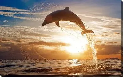 Дельфин (Dolphin) №2