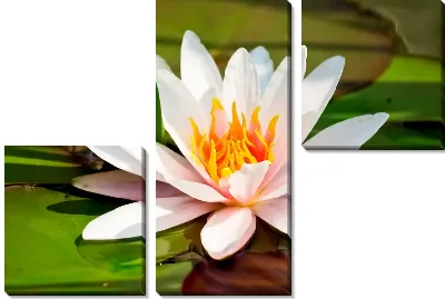 Модульная картина Лотос (Lotus)