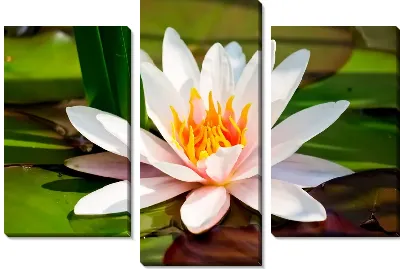 Модульная картина Лотос (Lotus)