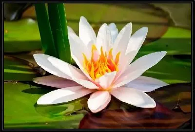 Картина Лотос (Lotus)