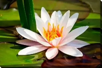 Постер Лотос (Lotus)