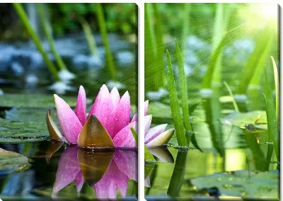 Модульная картина Лотос (Lotus) №2