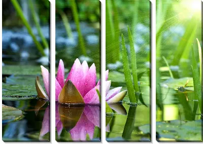 Модульная картина Лотос (Lotus) №2