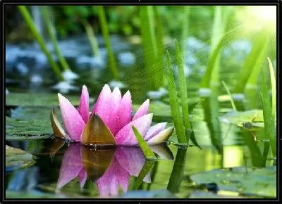 Картина Лотос (Lotus) №2