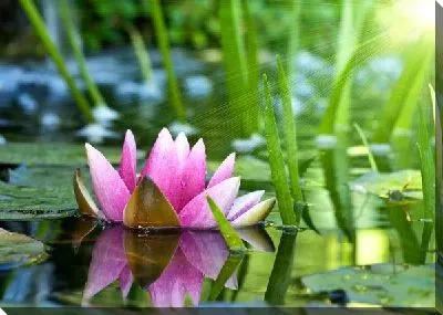 Постер Лотос (Lotus) №2
