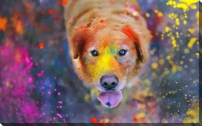 Постер Собака в краске (Dog in the paint)