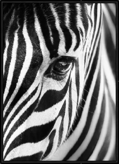Картина Зебра (Zebra) №5