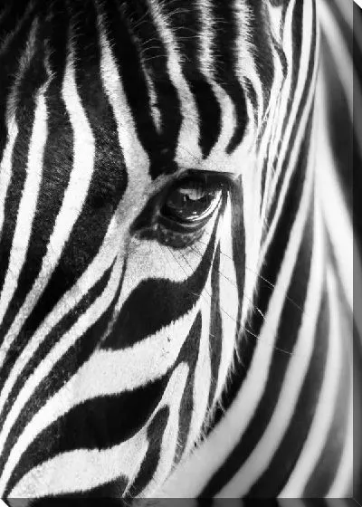 Постер Зебра (Zebra) №5