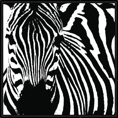 Зебра (Zebra) №6