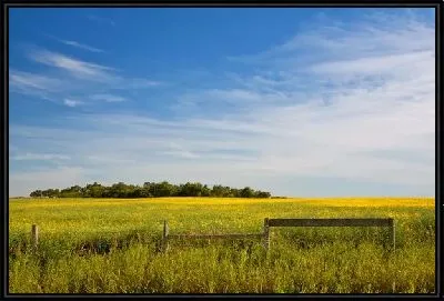 Картина Поле (Field) №17