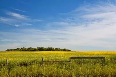 Плакат Поле (Field) №17