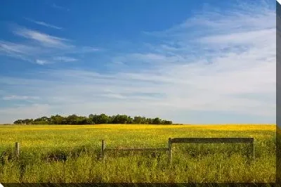 Постер Поле (Field) №17