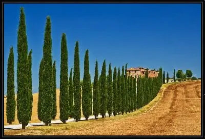 Картина Тоскана (Tuscany)