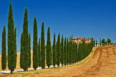 Плакат Тоскана (Tuscany)