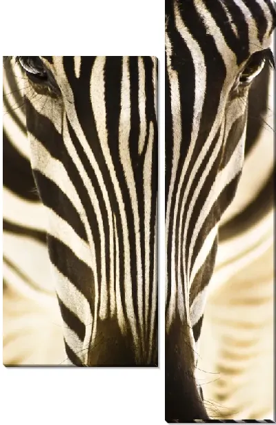 Модульная картина Зебра (Zebra) №7