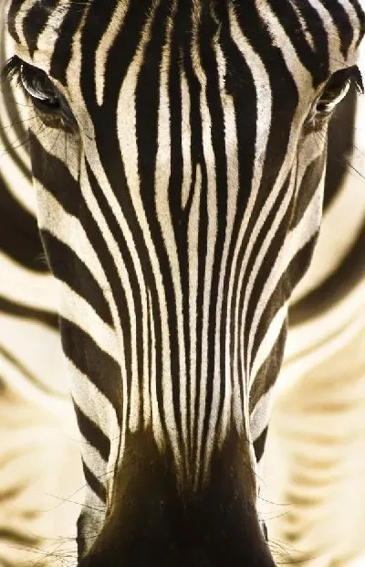 Плакат Зебра (Zebra) №7