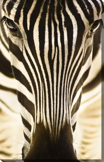 Постер Зебра (Zebra) №7