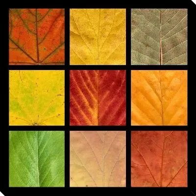 Постер Композиция с осенними листьями (Composition with autumn leaves)