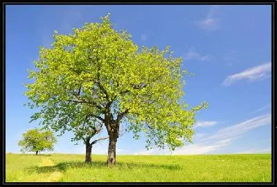 Картина Деревья в поле (Trees in a field) №2