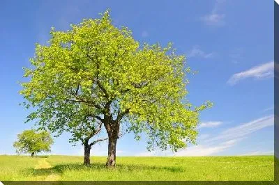 Постер Деревья в поле (Trees in a field) №2