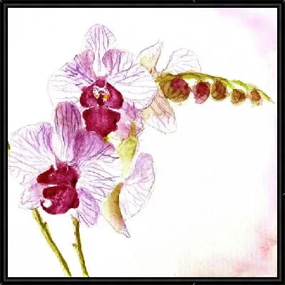 Картина Белые орхидеи (White orchids)