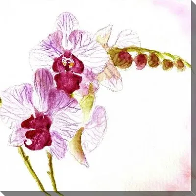 Постер Белые орхидеи (White orchids)