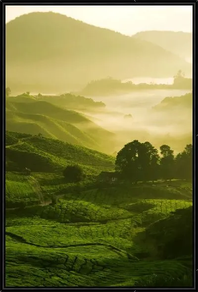 Картина Туман над полями (Fog over fields)