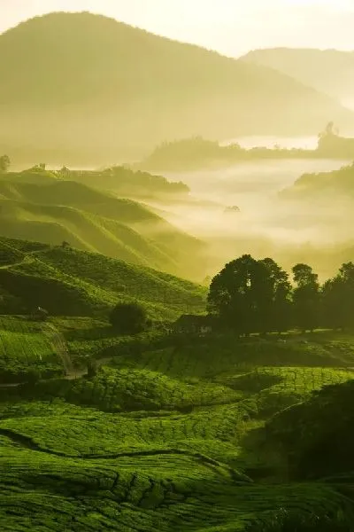 Плакат Туман над полями (Fog over fields)