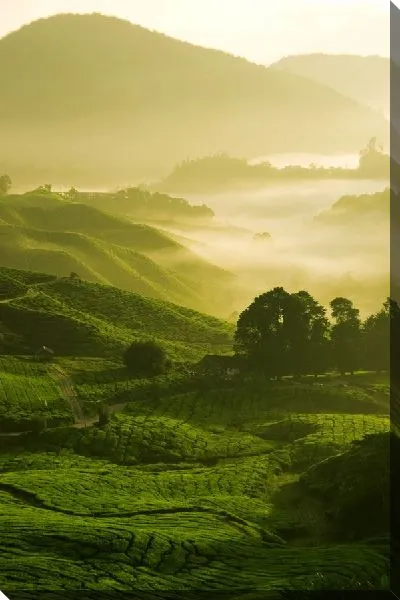 Постер Туман над полями (Fog over fields)