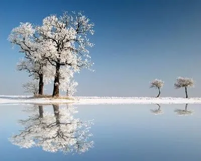 Плакат Деревья зимой (Trees in winter)