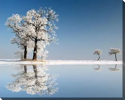 Постер Деревья зимой (Trees in winter)