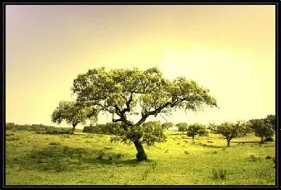 Картина Дерево на фоне заката (Tree at sunset)