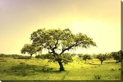 Постер Дерево на фоне заката (Tree at sunset)