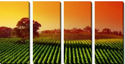 Модульная картина Поля на закате (Field at sunset)