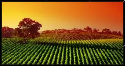 Картина Поля на закате (Field at sunset)