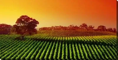 Постер Поля на закате (Field at sunset)