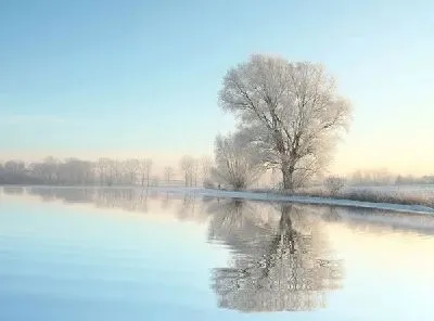 Плакат Дерево у озера (Tree by the lake)